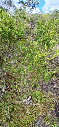 Asteromyrtus lysicephala observed 2026-05-28
