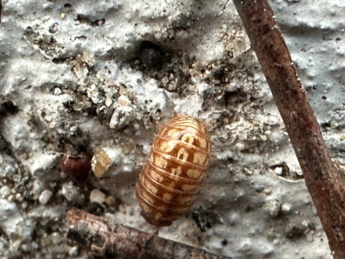 Common Pill Woodlouse