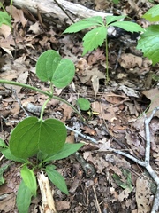 Matelea carolinensis