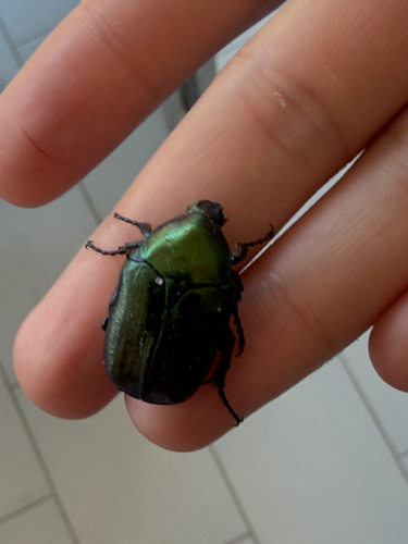 Protaetia angustata