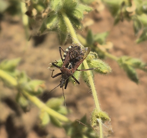 Rhynocoris erythropus