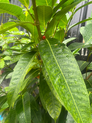 Ficus virgata, photograph author not stated, no rights reserved