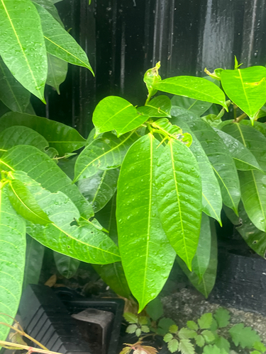 Ficus virgata, photograph 4