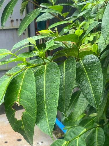 Ficus virgata, photograph 3
