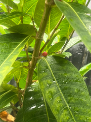 Ficus virgata, photograph author not stated, no rights reserved