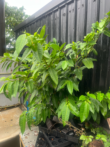 Ficus virgata, photograph 6