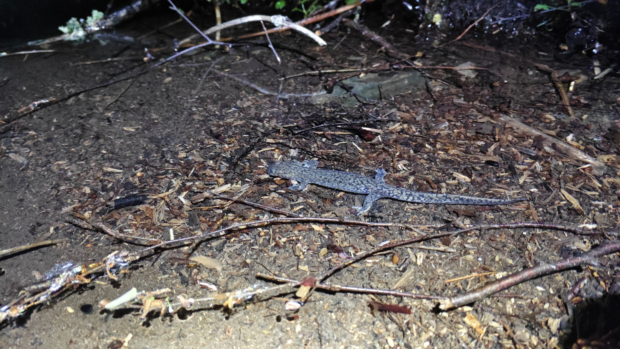 Alpine Stream Salamander photo 2