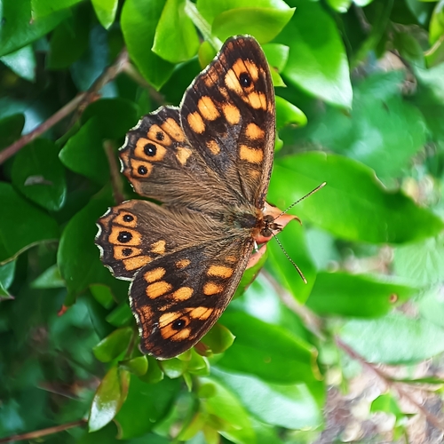 Speckled Wood