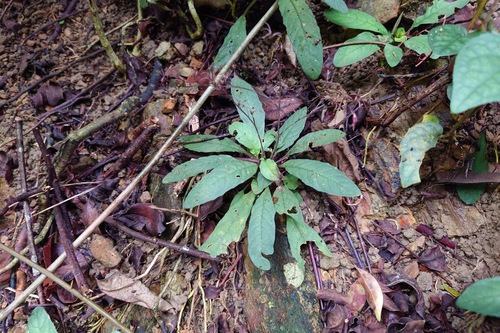 Staurogyne concinnula