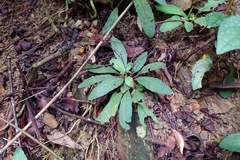 Staurogyne concinnula