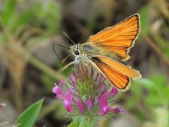 Thymelicus sylvestris