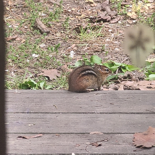 Eastern Chipmunk