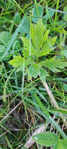 Creeping buttercup