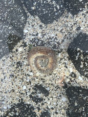 Thylacodes variabilis