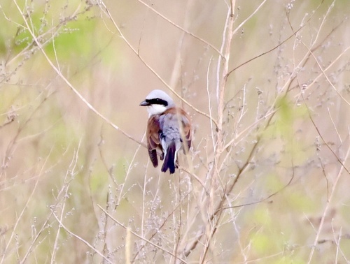 Red-backed Shrike