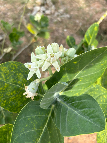 crown flower