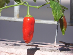 Capsicum baccatum