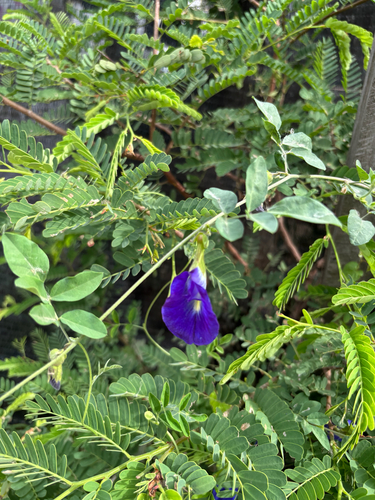 Blue Pea