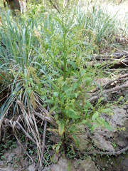 Rorippa sessiliflora