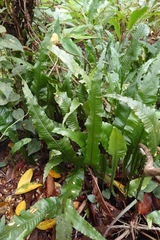 Leptochilus wrightii