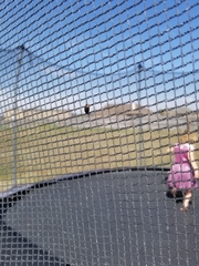 Agabus disintegratus