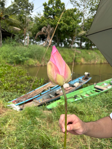 Sacred Lotus
