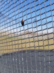 Agabus disintegratus