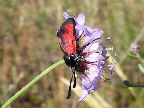 Zygaena erythrus