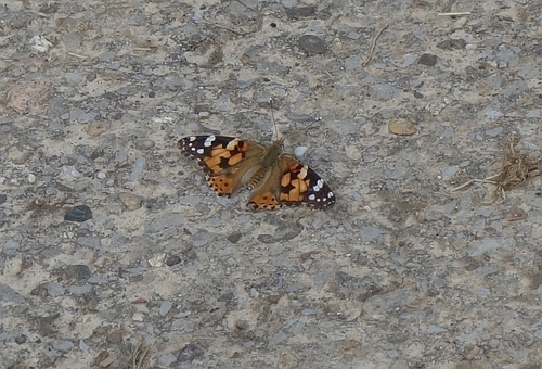 Painted Lady