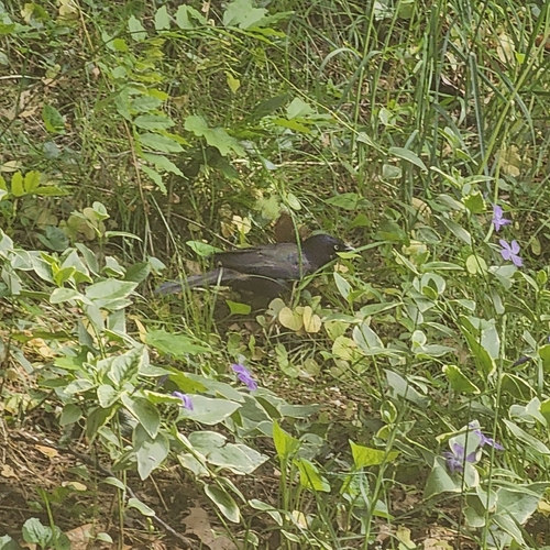 Common Grackle