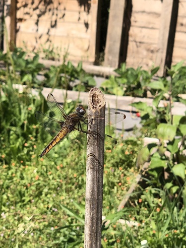 Scarce Chaser