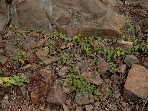 Ipomoea biflora, photograph 5