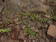 Ipomoea biflora, photograph (c) chiuluan, some rights reserved (CC BY)