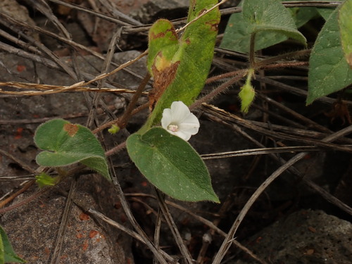 Ipomoea biflora, photograph 4