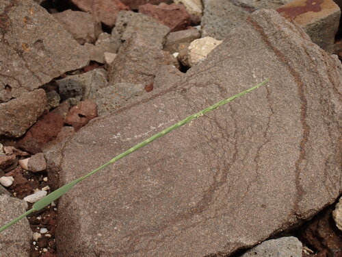 Lepturus repens observed 2026-06-05