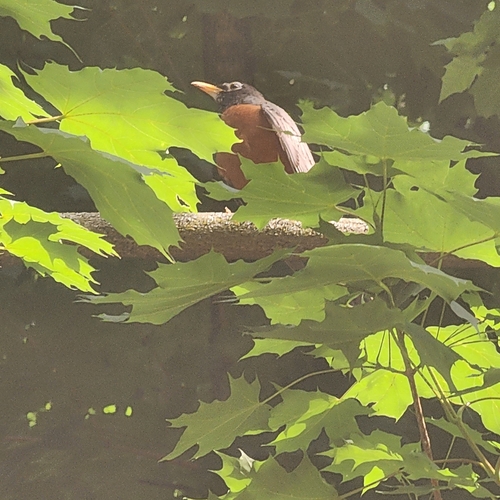 American Robin