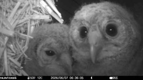 Tawny Owl