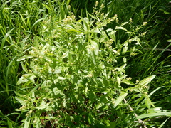 Rorippa sessiliflora