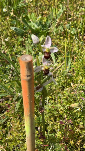Bee Orchid