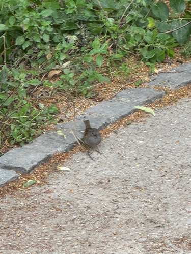 Dunnock