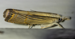 Parapediasia decorellus