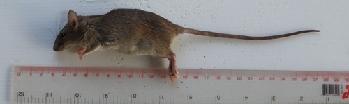 Rattus exulans observed 2026-01-11