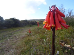 Blandfordia punicea