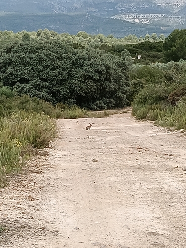European Rabbit