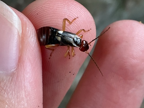 European Earwig Complex