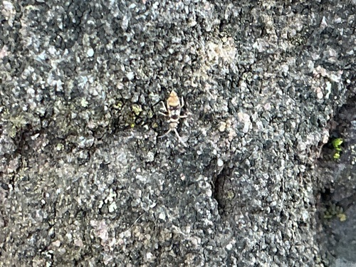 Entomobrya petri