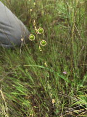 Thysanocarpus radians