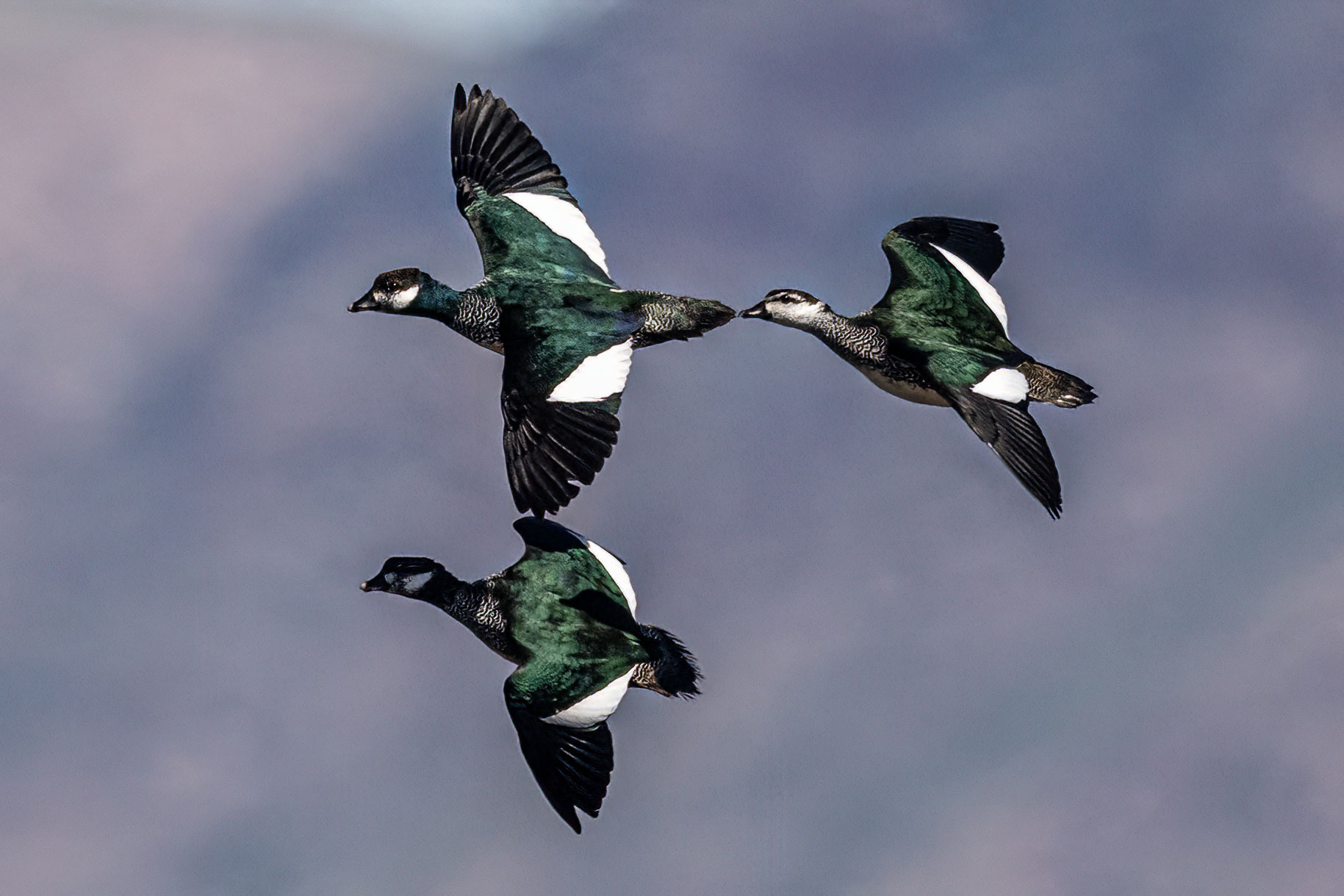 Green Pygmy Goose (Nettapus pulchellus), photo 7
