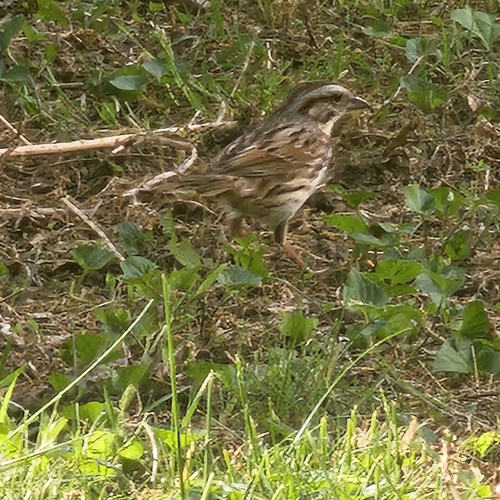 Song Sparrow