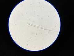 Lepocinclis cyclidiopsis